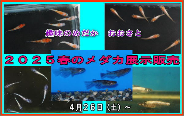メダカ販売、メダカ通販（趣味のめだか おおさと）