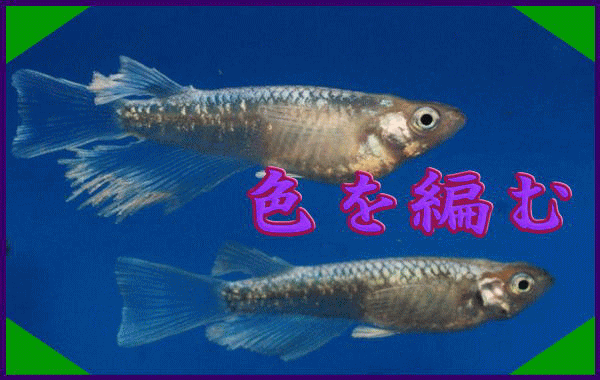 ��̂߂����@�������Ɓ@�Q�O�Q�U�N�e�[�}�F�F��҂ށ@���_�J�̐F�ɒ��͂��đI�ʂ��Ă����܂�