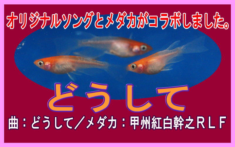 IWi\Oƃ_JR{܂BKOKO-MVi~[WbNrfIjȖFǂāEEEKOKO-musicch