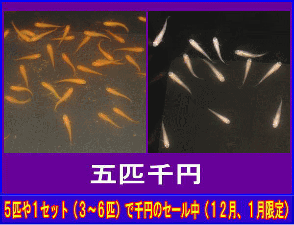 �T�C��~�A�P�Z�b�g�i�R�`�U�C�j��~�̃��_�J�Z�[�����^�S�F�~�b�N�X���_�J�P�O�C�Z�b�g�i�ӂ邳�Ɣ[�ŕԗ�i�Ɠ����j�̔����Ă��܂�